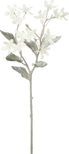 スノーブルースタースプレーの画像