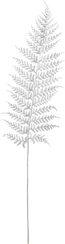 ブリリアントシダーリーフの画像