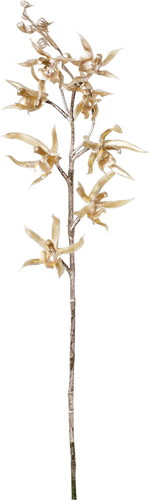 ブリリアントオーキッドの画像