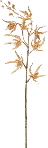 ブリリアントオーキッドの画像