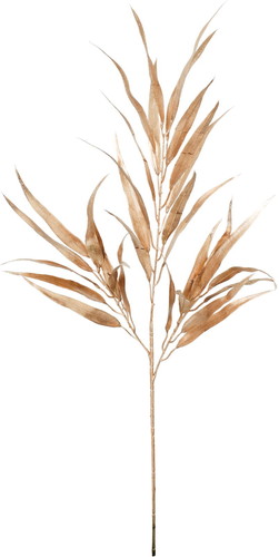 ブラッシュホソバユーカリブランチの画像