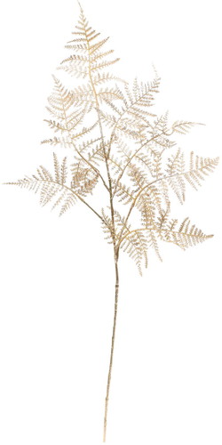 ブラッシュシダースプレーの画像