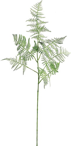 ブラッシュシダースプレーの画像