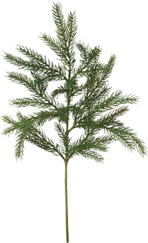 コーカサスパインスプレーの画像