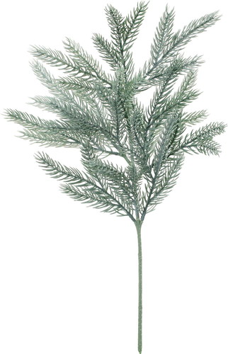 コーカサスパインスプレーの画像