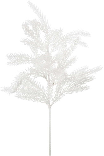 コーカサスパインスプレーの画像