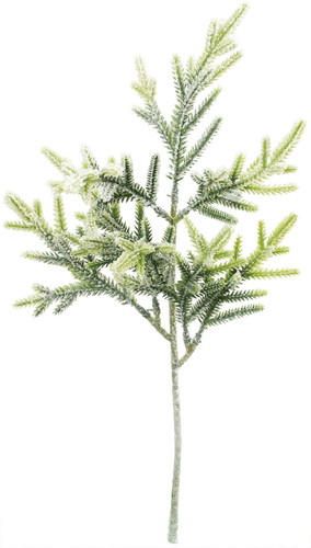 フロスティーファーンショートの画像