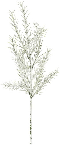 シダーグラスショートの画像