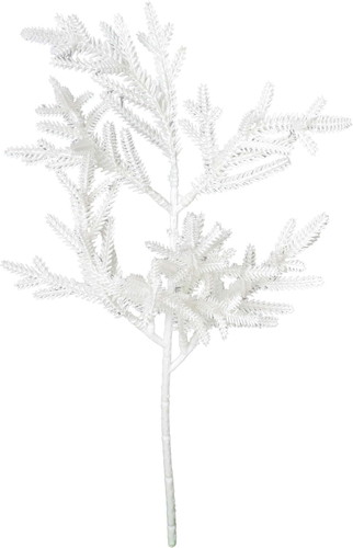 ホワイトファーンショートの画像