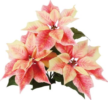 マーブルポインセチアブッシュの画像