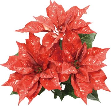マーブルポインセチアブッシュの画像