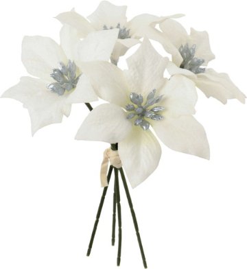 ベルベットポインセチアピック4Pの画像