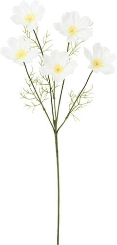 コスモススプレーの画像