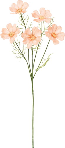 コスモススプレーの画像