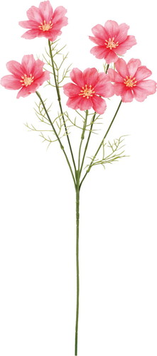 コスモススプレーの画像