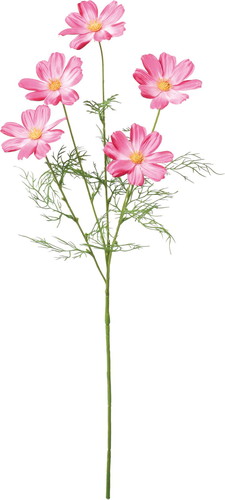 サテンコスモススプレーの画像