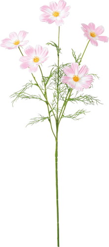 サテンコスモススプレーの画像