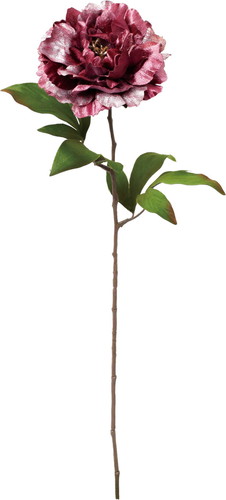 ベルベットピオニーの画像