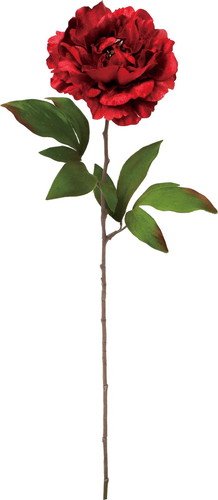 ベルベットピオニーの画像