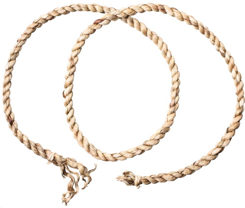 ホテイアオイ中細ゴボウ180cm無垢の画像