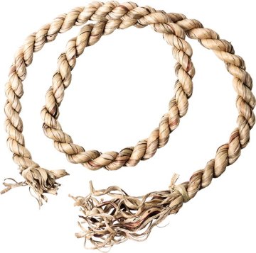 ホテイアオイ太ゴボウ180cm無垢の画像