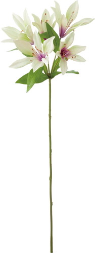 オリエンタルリリー【グリーンパープル】の画像