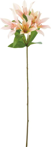 オリエンタルリリー【ライトピンク】の画像