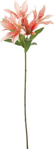 オリエンタルリリー【ピンク】の画像