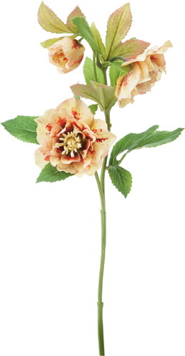 クリスマスローズ【イエロー】の画像