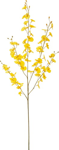 オンシジューム【イエロー】の画像