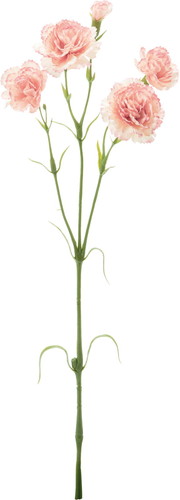 カーネーションスプレー【クリームピンク】の画像