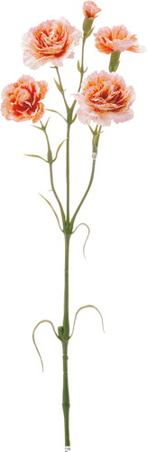 カーネーションスプレー【サーモン】の画像
