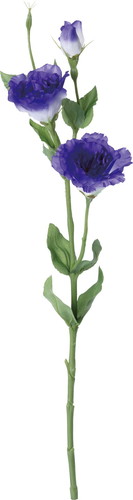 トルコキキョウ【パープル】の画像