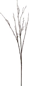 [FG -5392] ﾓｽﾌﾞﾗﾝﾁ【BR】の画像