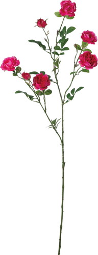 イングリッシュローズブランチ【ビューティー】の画像