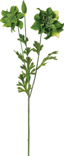 ダブルレイヤークリスマスローズ【グリーン】の画像