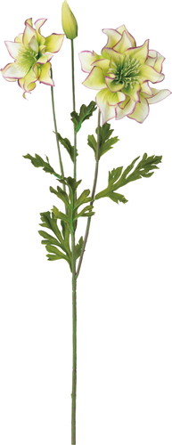 ダブルレイヤークリスマスローズ【パープルグリーン】の画像