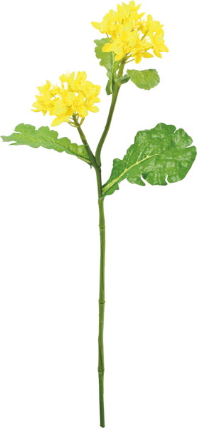 [FS -5516] 菜の花【Y】の画像