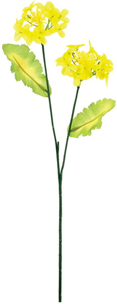 [FS -5517] 菜の花【Y】の画像