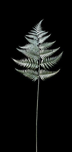 [AX60112_000]ﾒﾀﾘｯｸﾌｧｰﾝの画像