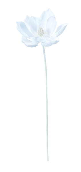 [AX61178_000]ﾍﾞﾙﾍﾞｯﾄﾏｸﾞﾉﾘｱ(ﾗﾒ付)の画像