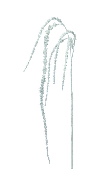 [AX61183_000]ｼｬｲﾆｰｱﾏﾗﾝｻｽの画像