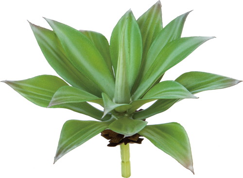 アガベピック【グリーン】の画像