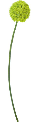 アリウム【グリーン】の画像