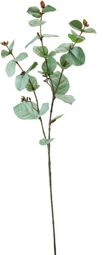 カラードユーカリスプレー【グリーン】の画像