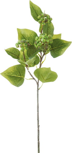 アイビーベリー【グリーン】の画像