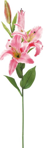 カサブランカ×2【ビューティー】の画像