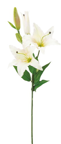 カサブランカ×2【クリームピンク】の画像