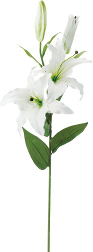 カサブランカ×2【ホワイト】の画像