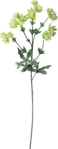 アストランティア【グリーン】の画像